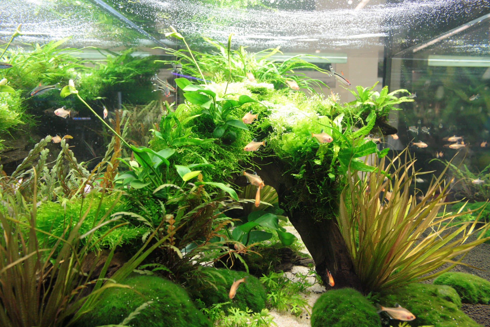 Animal-Garden_acquascaping-nanofish-vicino-me-milano-piante-per-acquari-vicino-me-pesci-tropicali-vicino-me (4)