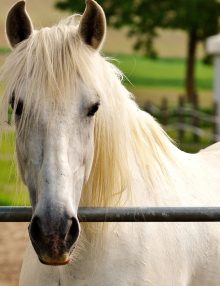 Il CAVALLO Bianco bellezza e simbologia