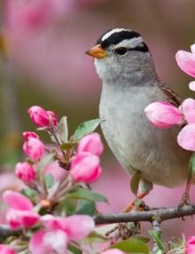 COME MAI GLI UCCELLINI CANTANO LA MATTINA PRESTO?